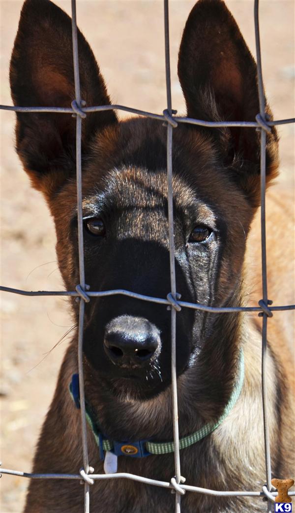 K-9 Kila Picture 3